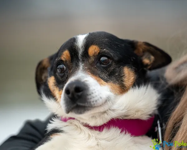 Znaleziono psa, Racławice, 28 stycznia 2026 (3/5)