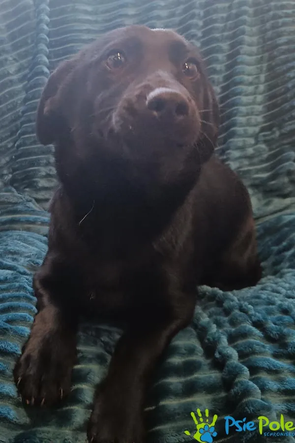 Znaleziono psa, Racławice, 27 stycznia 2026 (1/3)