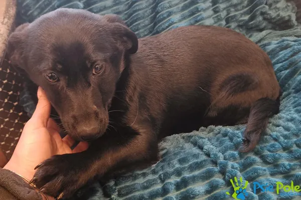 Znaleziono psa, Racławice, 27 stycznia 2026 (2/3)