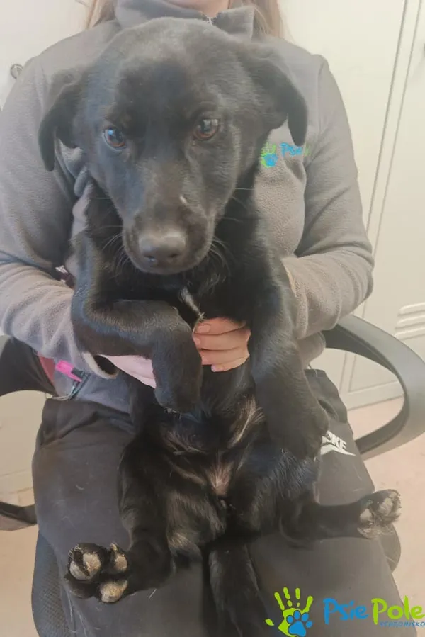 Znaleziono psa, Racławice, 27 stycznia 2026 (3/3)