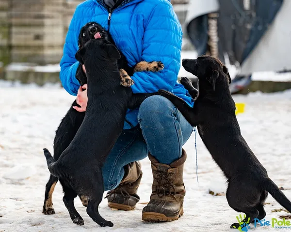 Znaleziono psa, Racławice, 27 stycznia 2026 (1/5)