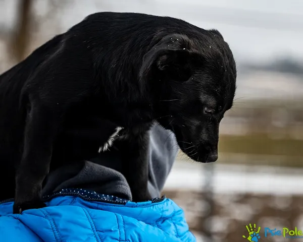 Znaleziono psa, Racławice, 27 stycznia 2026 (4/5)