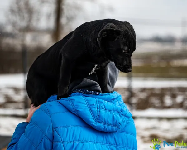 Znaleziono psa, Racławice, 27 stycznia 2026 (5/5)