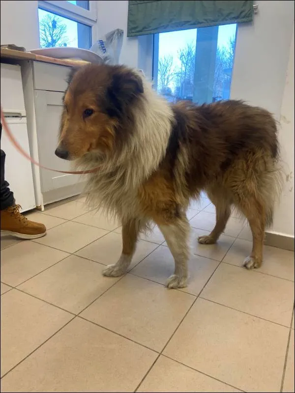 Znaleziono psa, Grudziądz, 31 stycznia 2026