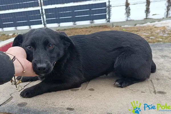 Znaleziono psa, Racławice, 27 stycznia 2026 (2/4)