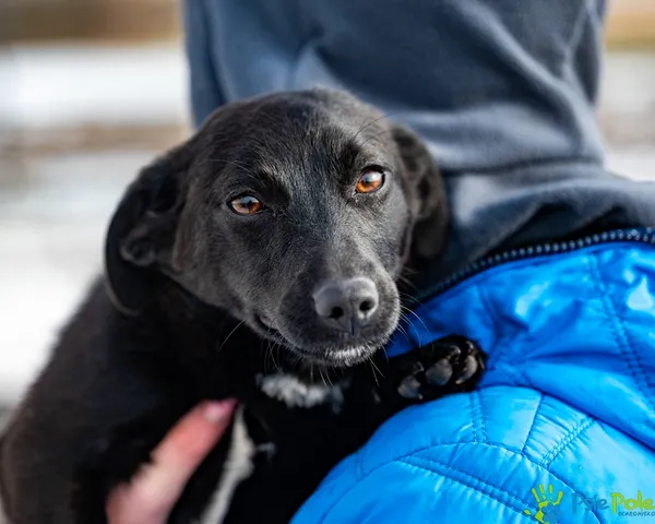 Znaleziono psa, Racławice, 27 stycznia 2026 (1/5)