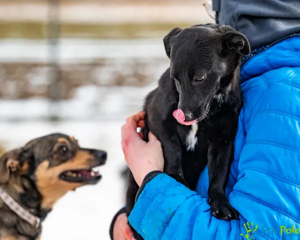 Znaleziono psa, Racławice, 27 stycznia 2026 (4/5)