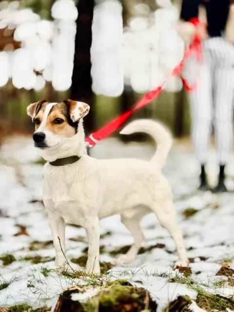 Pies do adopcji, Piła, 26 grudnia 2024 (5/5)