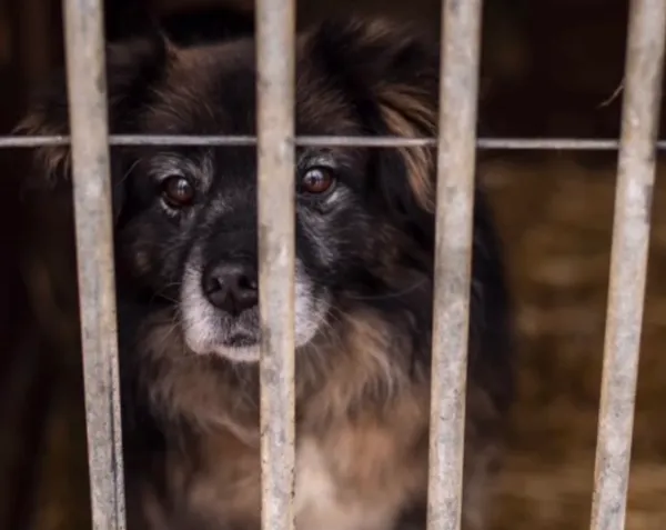 Pies do adopcji, Głowno, 31 stycznia 2026 (1/3)