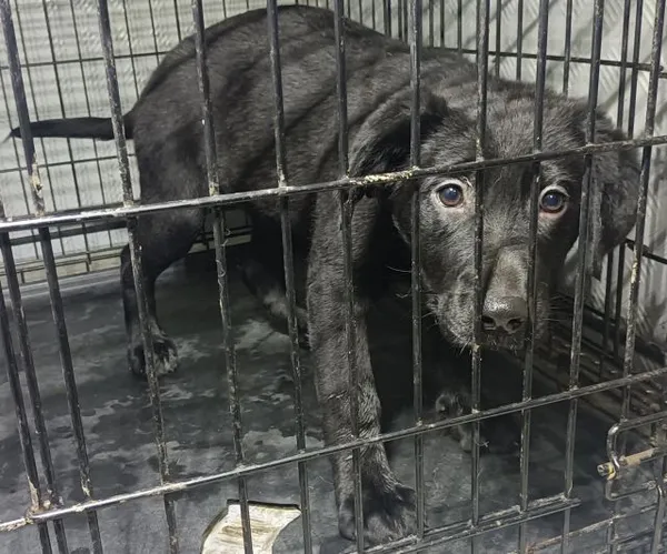 Znaleziono psa, Radom, 30 stycznia 2026