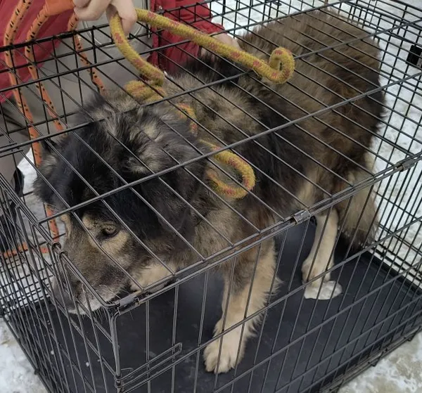 Znaleziono psa, Radom, 28 stycznia 2026