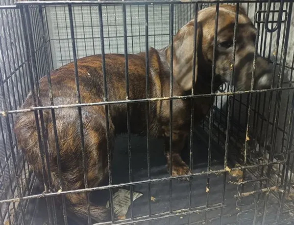 Znaleziono psa, Radom, 27 stycznia 2026