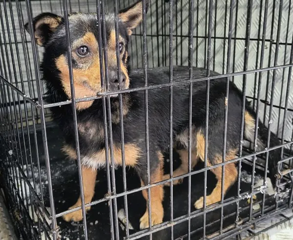 Znaleziono psa, Radom, 25 stycznia 2026