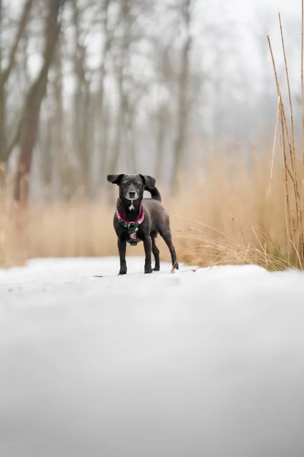 Znaleziono psa, Sosnowiec, 31 stycznia 2026 (2/3)