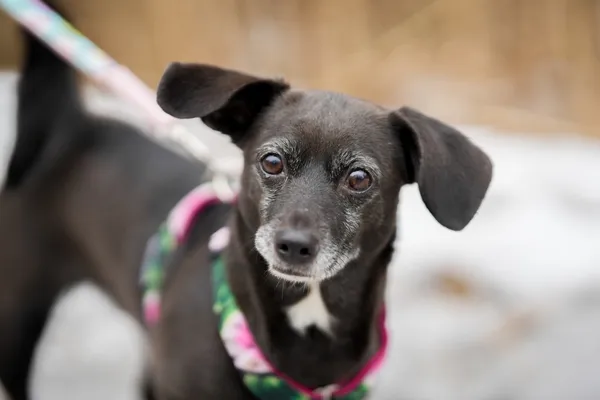 Znaleziono psa, Sosnowiec, 31 stycznia 2026 (3/3)