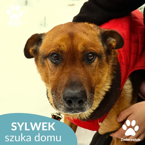 Pies do adopcji, Dąbrówka, 29 stycznia 2026 (1/4)