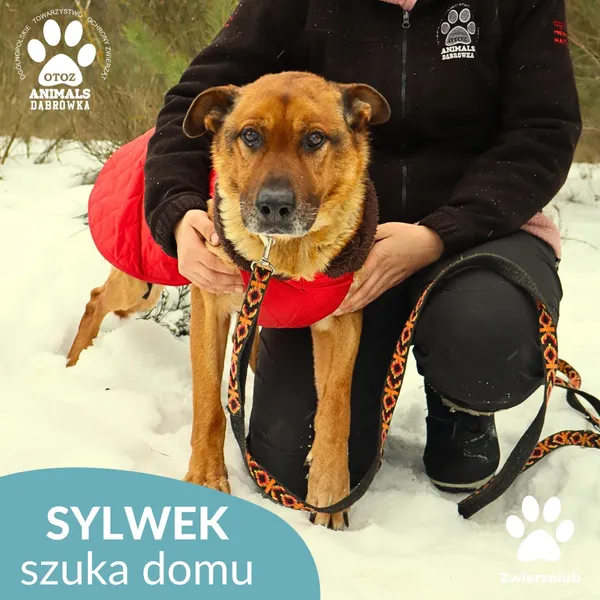 Pies do adopcji, Dąbrówka, 29 stycznia 2026 (4/4)