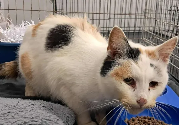 Znaleziono kota, Toruń, 30 stycznia 2026