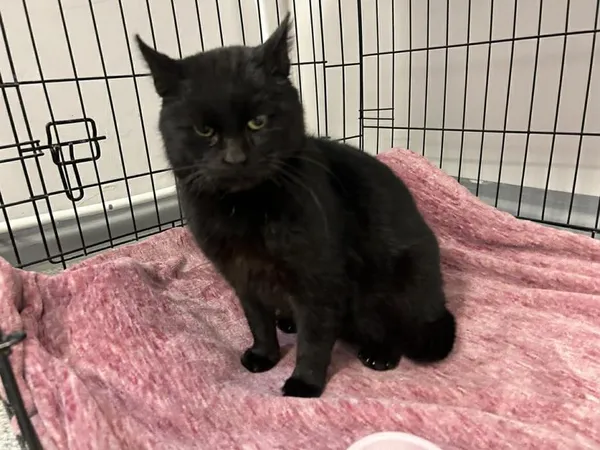 Znaleziono kota, Toruń, 30 stycznia 2026