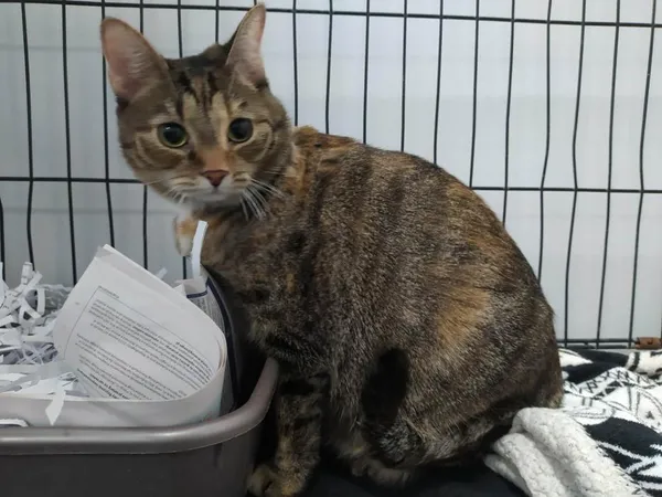 Znaleziono kota, Toruń, 30 stycznia 2026