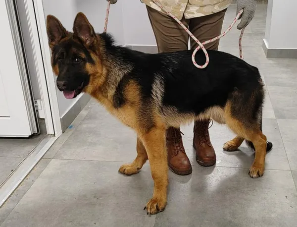 Znaleziono psa, Toruń, 29 stycznia 2026