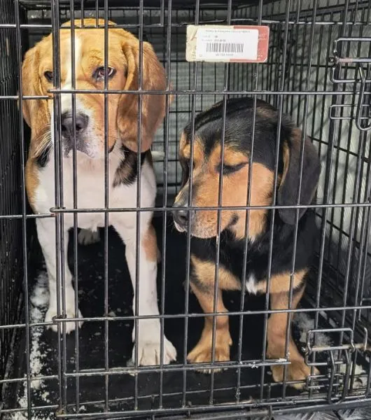 Znaleziono psa, Radom, 25 stycznia 2026