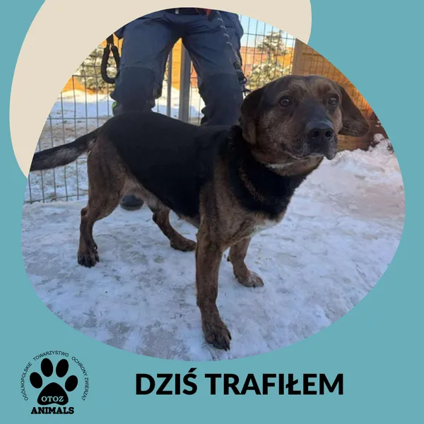 Znaleziono psa, Dąbrówka, 31 stycznia 2026