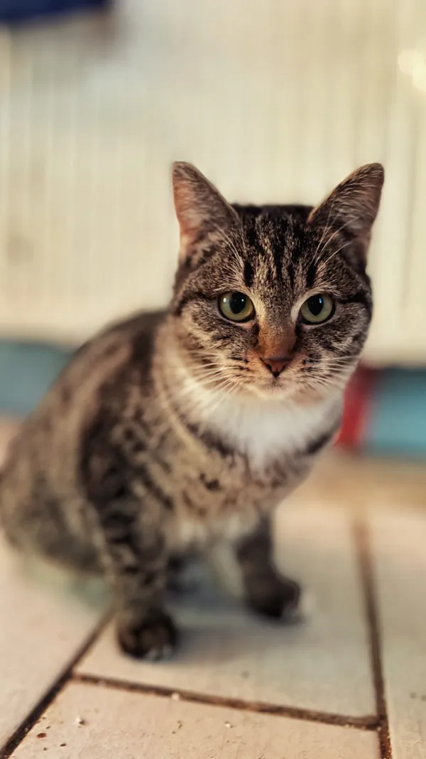 Kot do adopcji, Dłużyna Górna, 1 lutego 2026 (2/4)