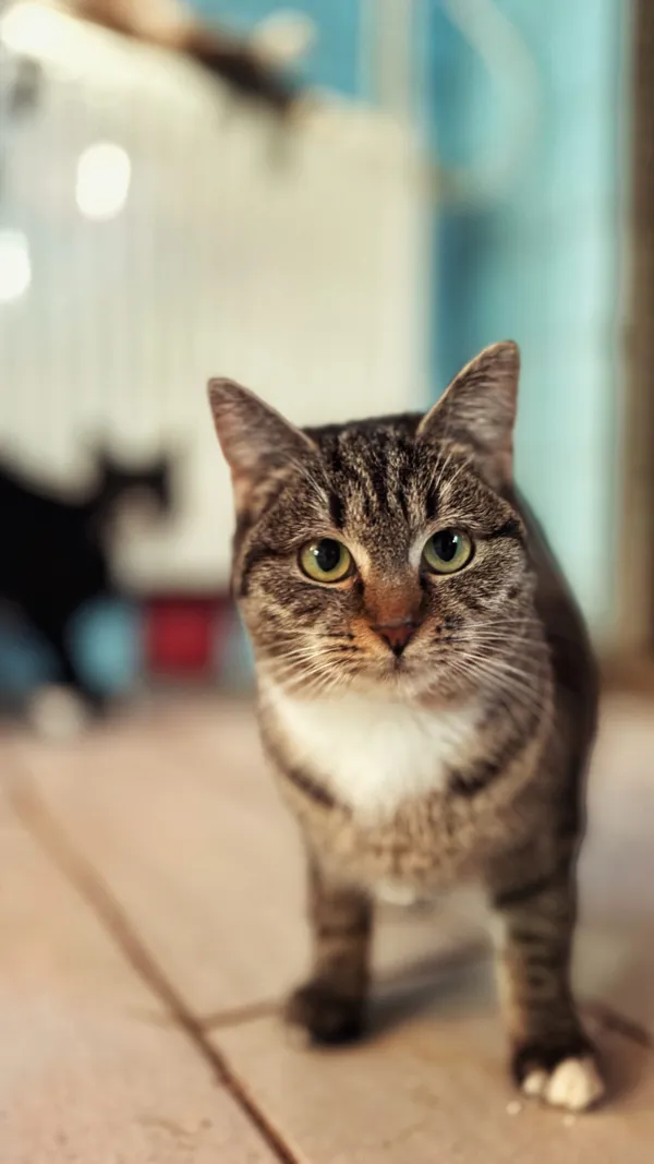 Kot do adopcji, Dłużyna Górna, 1 lutego 2026 (3/4)