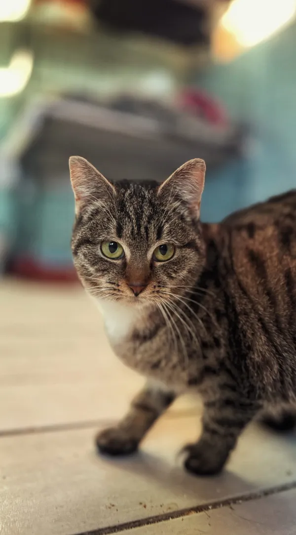 Kot do adopcji, Dłużyna Górna, 1 lutego 2026 (4/4)