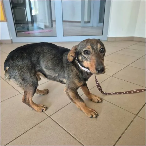 Znaleziono psa, Grudziądz, 1 lutego 2026