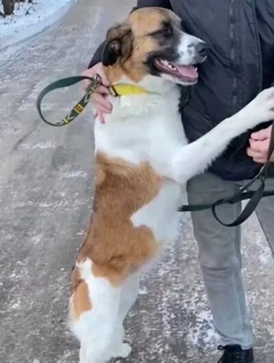 Pies do adopcji, Głowno, 1 lutego 2026 (2/4)