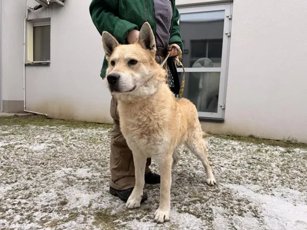 Pies do adopcji, Kraków, 18 stycznia 2026 (1/3)