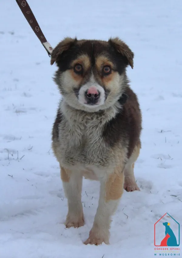 Pies do adopcji, Grudziądz, 7 stycznia 2026