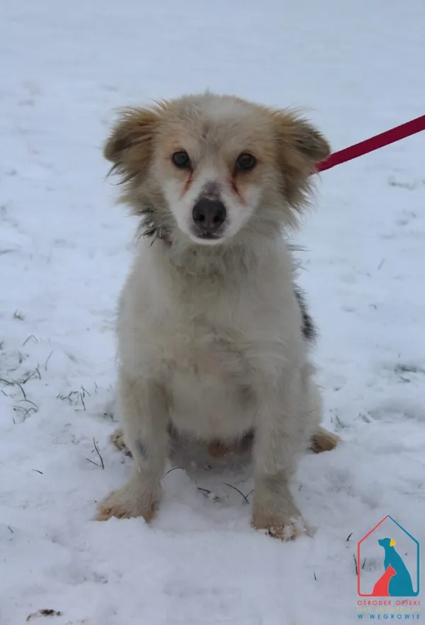 Pies do adopcji, Grudziądz, 7 stycznia 2026