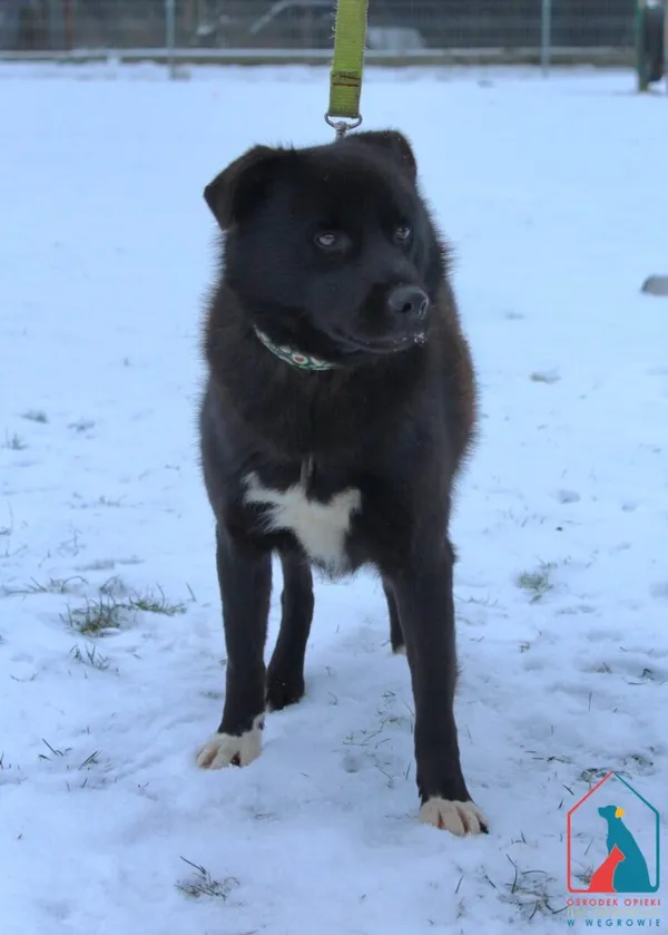 Pies do adopcji, Grudziądz, 7 stycznia 2026