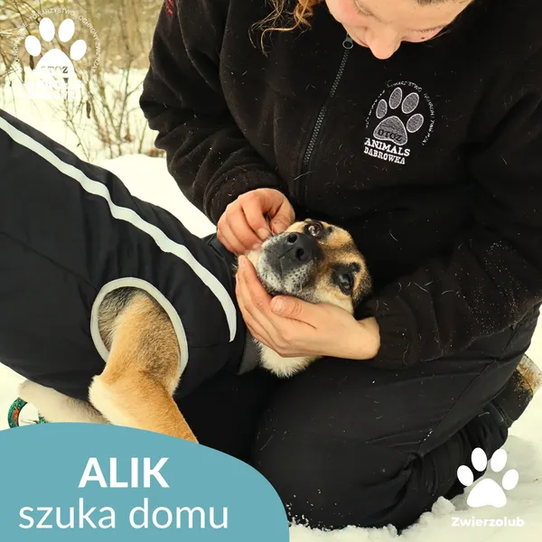 Pies do adopcji, Dąbrówka, 1 lutego 2026 (4/4)