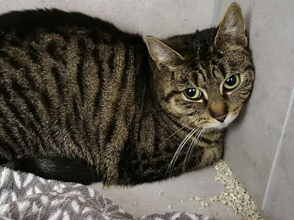 Znaleziono kota, Sosnowiec, 1 lutego 2026