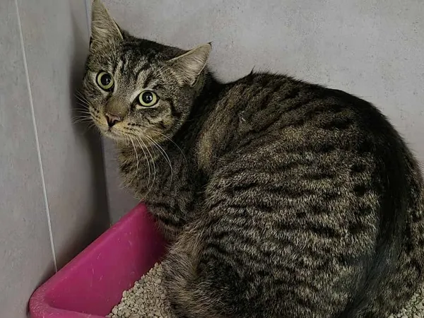 Znaleziono kota, Sosnowiec, 1 lutego 2026