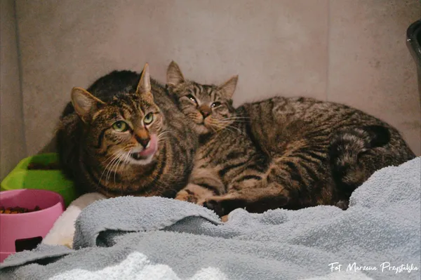 Znaleziono kota, Sosnowiec, 1 lutego 2026