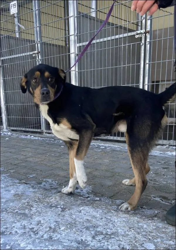 Znaleziono psa, Grudziądz, 1 lutego 2026