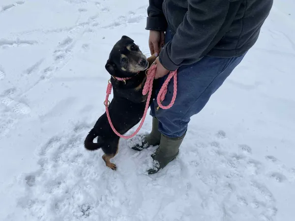 Pies do adopcji, Platerówka, 2 lutego 2026 (2/4)