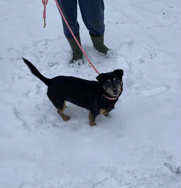 Pies do adopcji, Platerówka, 2 lutego 2026 (4/4)