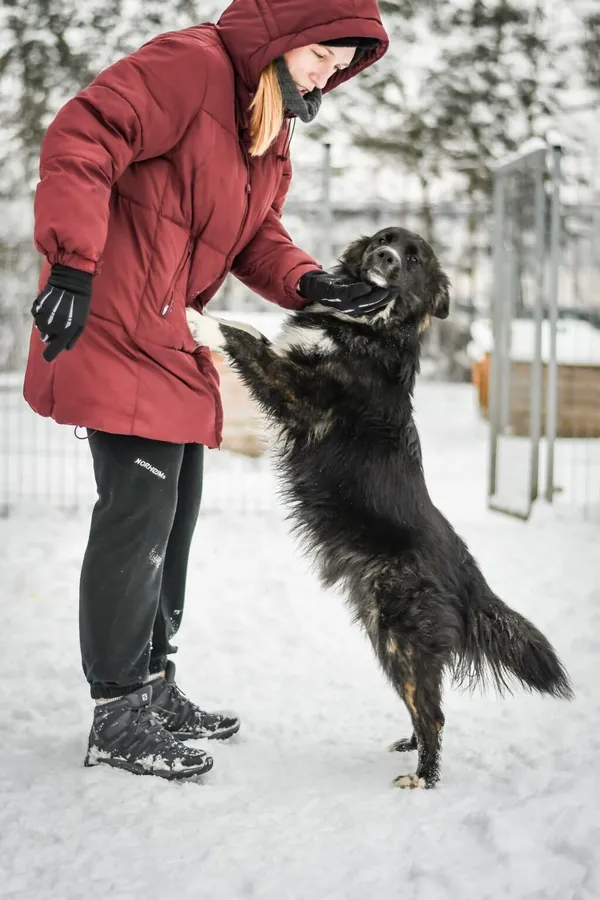 Pies do adopcji, Radom, 1 lutego 2026 (2/5)