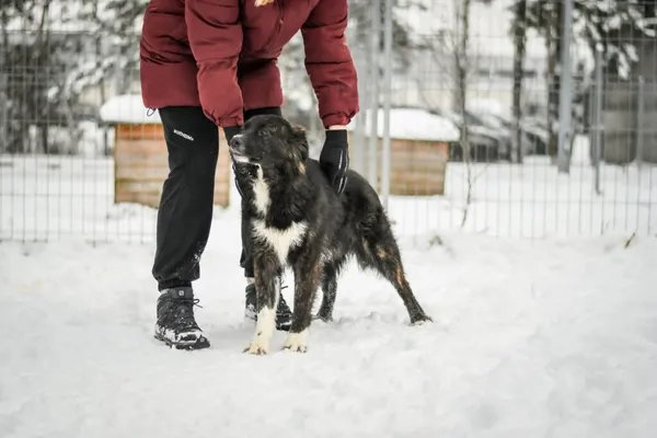 Pies do adopcji, Radom, 1 lutego 2026 (4/5)