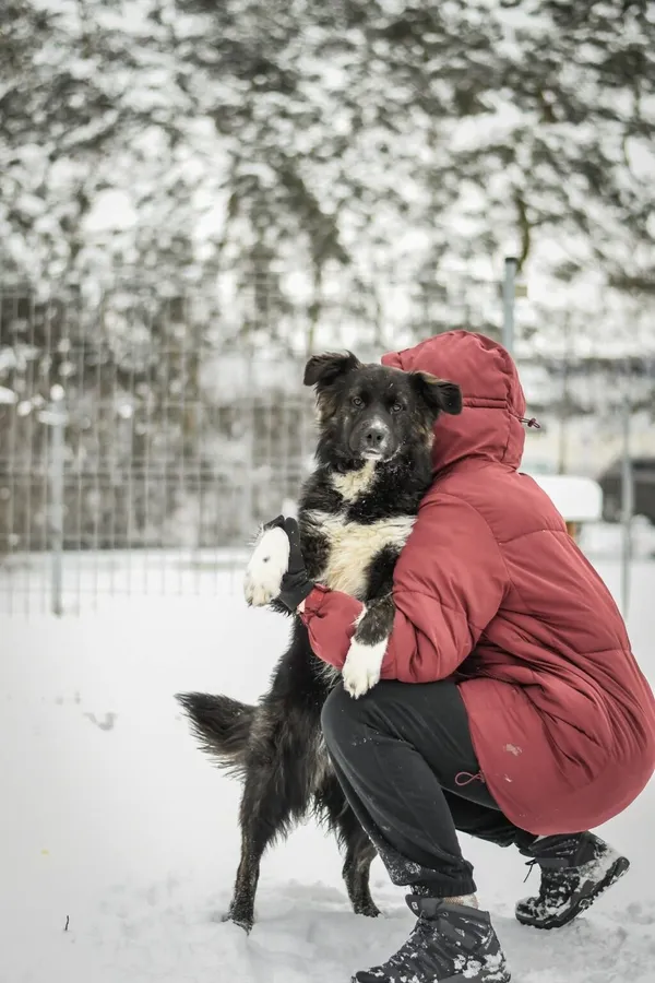 Pies do adopcji, Radom, 1 lutego 2026 (5/5)