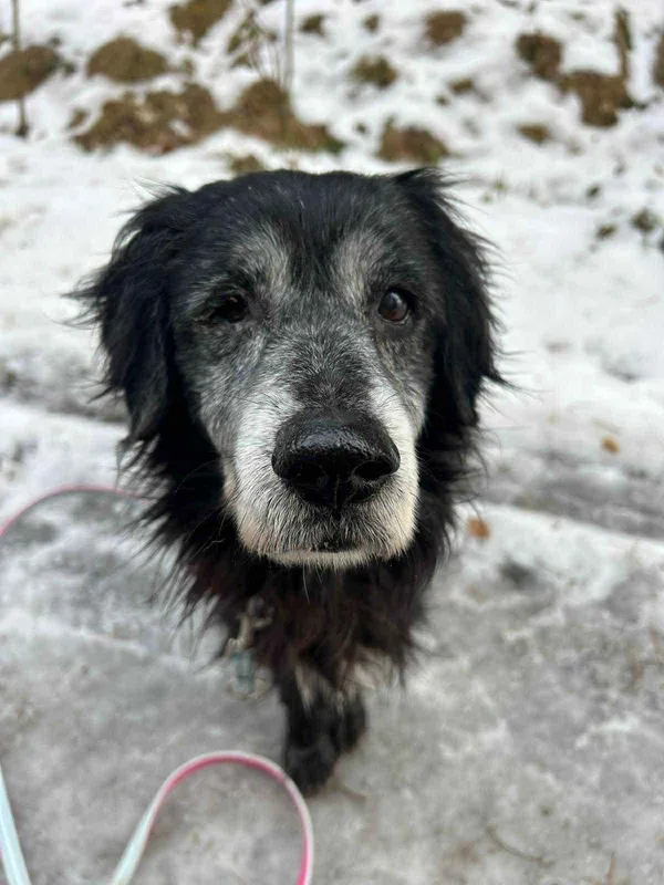 Pies do adopcji, Platerówka, 2 lutego 2026 (3/4)