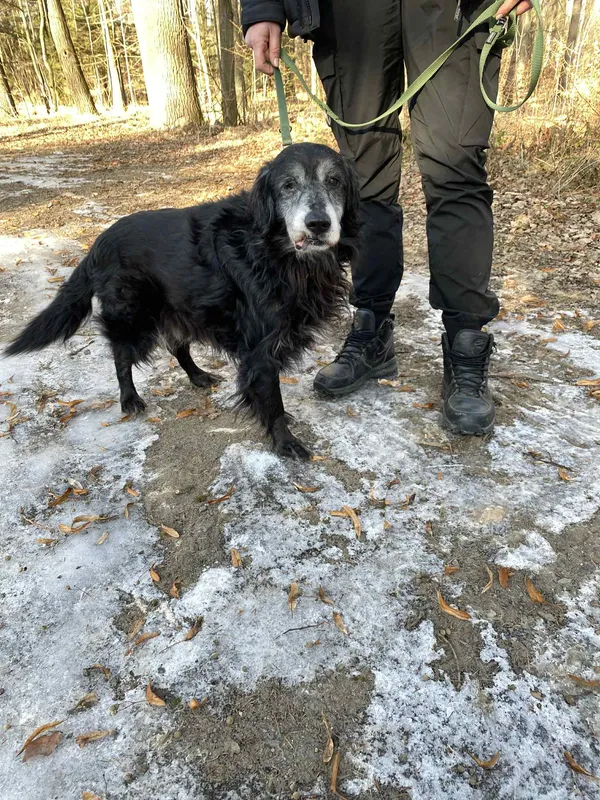 Pies do adopcji, Platerówka, 2 lutego 2026 (4/4)