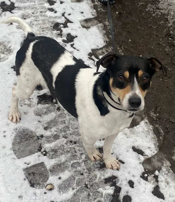 Pies do adopcji, Platerówka, 2 lutego 2026 (1/4)