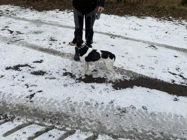 Pies do adopcji, Platerówka, 2 lutego 2026 (2/4)